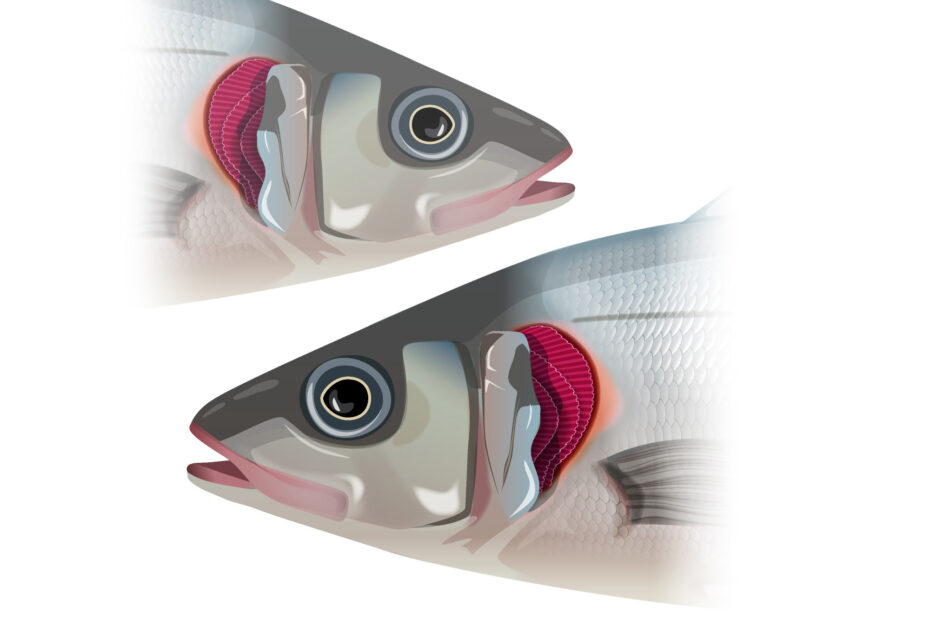 Illustration of a fish